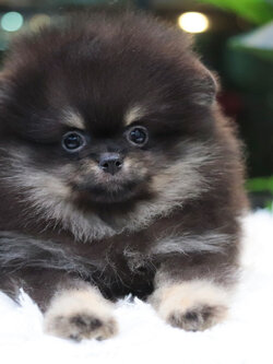 ปอมเมอเรเนียน เพศเมียสีแบล็คแทน