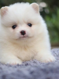 ปอมเมอเรเนียน เพศเมีย