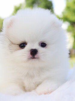 ปอมเมอเรเนียน เพศเมียสีแฟนซี