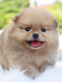 ปอมเมอเรเนียน เพศผู้ สีส้ม