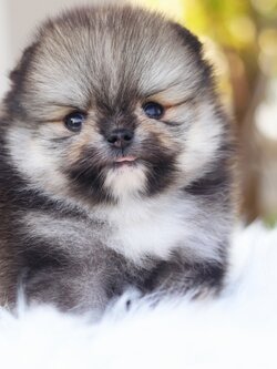 ปอมเมอเรเนียน เพศผู้สีส้มเซเบิ้ล