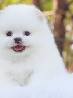 ปอมเมอเรเนียน เพศผู้ สีขาวครีม