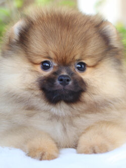 ปอมเมอเรเนียน เพศผู้ สีส้ม