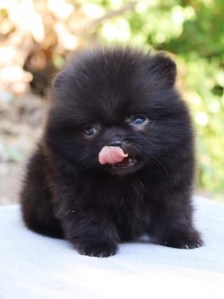 ปอมเมอเรเนียน เพศผู้สีดำ