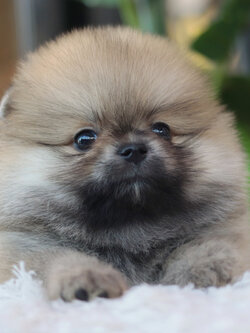 ปอมเมอเรเนียน เพศเมียสีส้ม