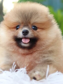 ปอมเมอเรเนียน เพศผู้ สีส้ม