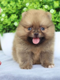 ปอมเมอเรเนียน เพศผู้