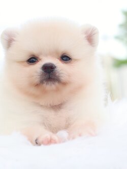 ปอมเมอเรเนียน เพศผู้สีครีม