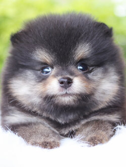 ปอมเมอเรเนียน เพศผู้สีแบล็คแทน