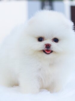 ปอมเมอเรเนียน เพศเมียสีขาว เกรดโชว์ พร้อมใบเพ็ดเต็มใบ