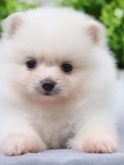 ปอมเมอเรเนียน เพศเมีย