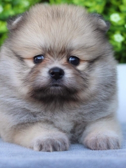 ปอมเมอเรเนียน เพศเมีย