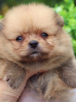 ปอมเมอเรเนียน เพศเมีย