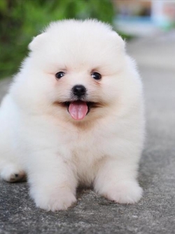 ปอมเมอเรเนียน เพศผู้หน้าหมี