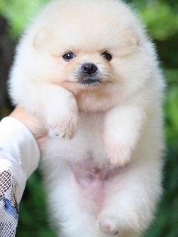 ปอมเมอเรเนียน เพศผู้