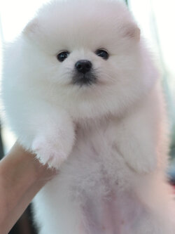 ปอมเมอเรเนียน เพศเมีย สีขาว เกรดโชว์