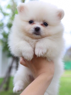 ปอมเมอเรเนียน เพศเมีย