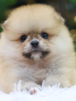 ปอมเมอเรเนียน เพศเมีย สีส้ม