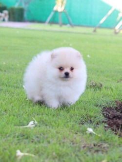 ปอมเมอเรเนียน เพศผู้