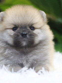 ปอมเมอเรเนียน เพศเมียสีส้ม