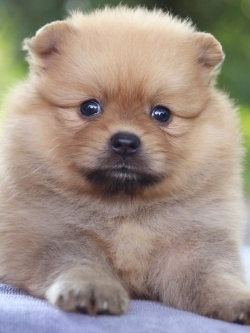 ปอมเมอเรเนียน เพศผู้