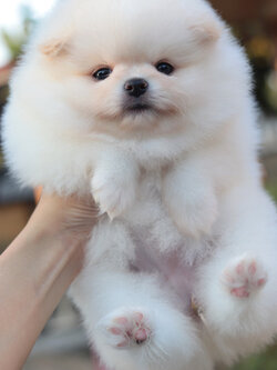 ปอมเมอเรเนียน เพศเมียหน้าตุ๊กตา