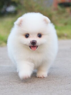 ปอมเมอเรเนียน เพศเมียสีขาวครีม