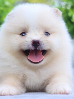 ปอมเมอเรเนียน เพศผู้