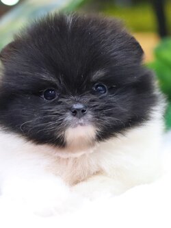 ปอมเมอเรเนียน เพศเมีย ปาร์ตี้ดำขาว