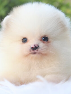 ปอมเมอเรเนียน เพศผู้แฟนซีเกรดโชว์