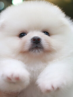 ปอมเมอเรเนียน เพศเมีย สีขาวครีม ขนแน่นขาใหญ่