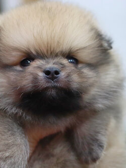 ปอมเมอเรเนียน เพศผู้