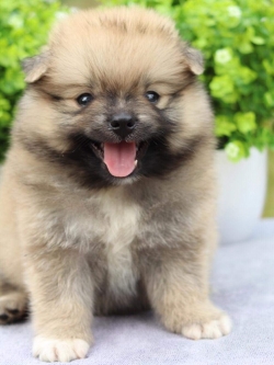 ปอมเมอเรเนียน เพศผู้