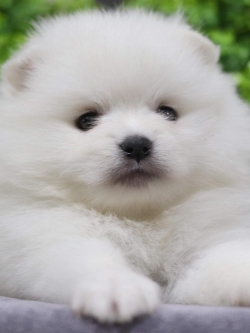 ปอมเมอเรเนียน เพศผู้