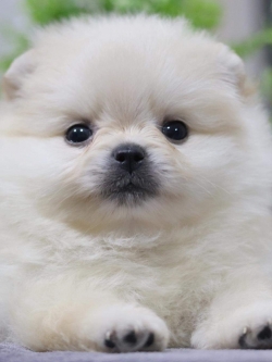 ปอมเมอเรเนียน เพศผู้