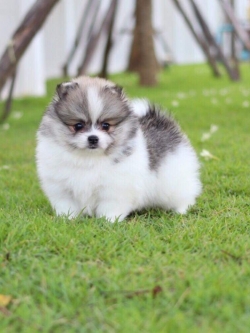 ปอมเมอเรเนียน เพศผู้ปาตี้