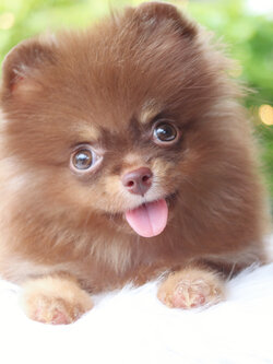 ปอมเมอเรเนียน เพศผู้ สีช็อคแทน