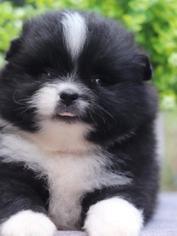 ปอมเมอเรเนียน เพศเมีย