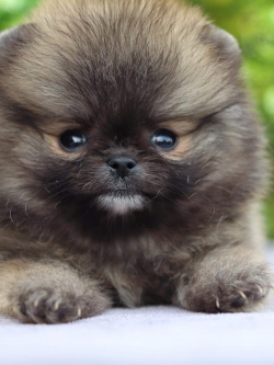 ปอมเมอเรเนียน เพศเมีย ทีคัพ