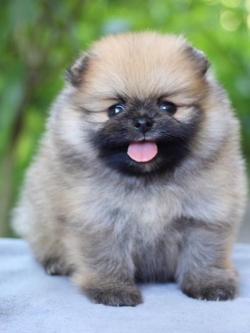 ปอมเมอเรเนียน เพศผู้