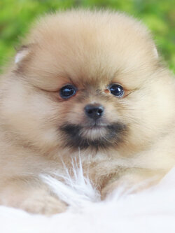 ปอมเมอเรเนียน เพศผู้ สีส้ม