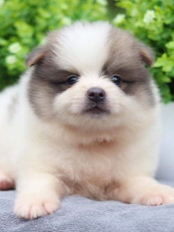 ปอมเมอเรเนียน เพศผู้