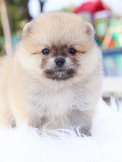 ปอมเมอเรเนียน เพศเมีย สีส้ม