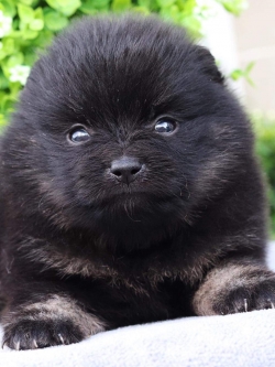 ปอมเมอเรเนียน เพศเมีย