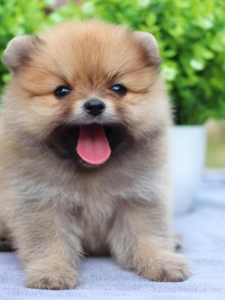 ปอมเมอเรเนียน เพศผู้