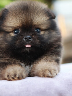 ปอมเมอเรเนียน เพศผู้ สีส้มเซเบิ้ล ขนแน่น เหมือนตุ๊กตา