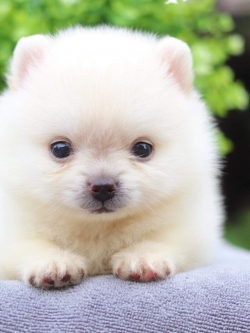 ปอมเมอเรเนียน เพศผู้