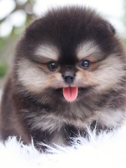 ปอมเมอเรเนียน เพศเมียสีแบล็คแทนเกรดโชว์