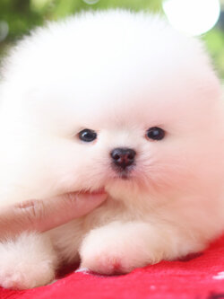 ปอมเมอเรเนียน เพศผู้ สีขาวครีม เกรดโชว์