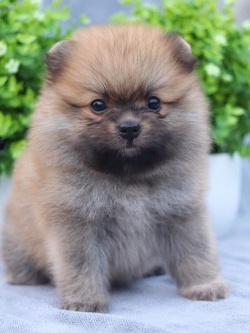 ปอมเมอเรเนียน เพศผู้